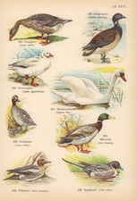 Graugans, Höckerschwahn. Chromolithografie von 1890.