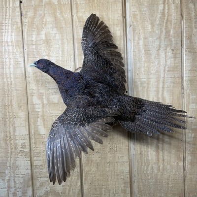 Melanistic Mutant Ringneck Hen Pheasant Taxidermy Flying Wall Mount