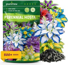 500 Mixed Color Hosta Seeds   Rare Perennial Flower Seeds   Easy to Grow Lo