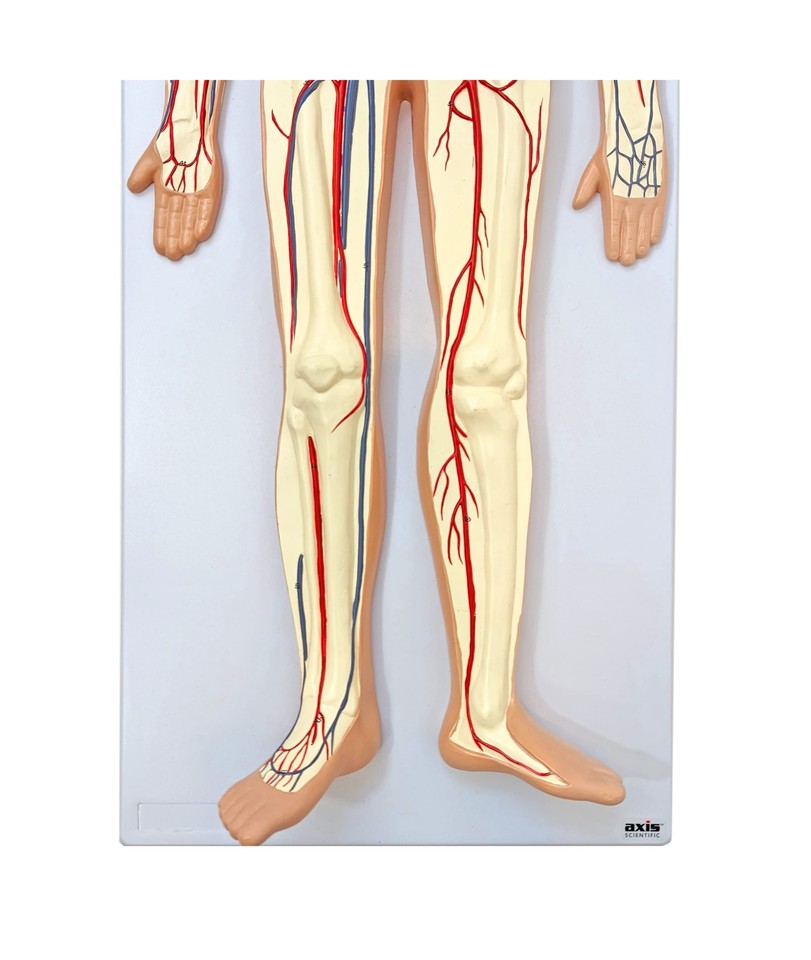 Axis Scientific Human Circulatory System Model, Half LifeSize