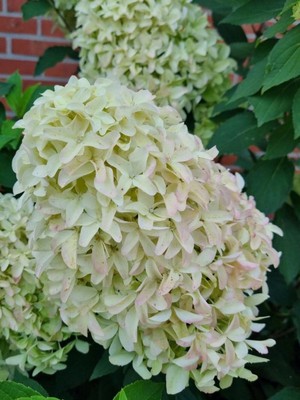 Rispenhortensie 'Skyfall'   | Hydrangea paniculata 'Skyfall'  