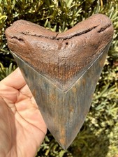 Megalodon Shark Tooth 6.31 Serrated Fossil Shark Teeth