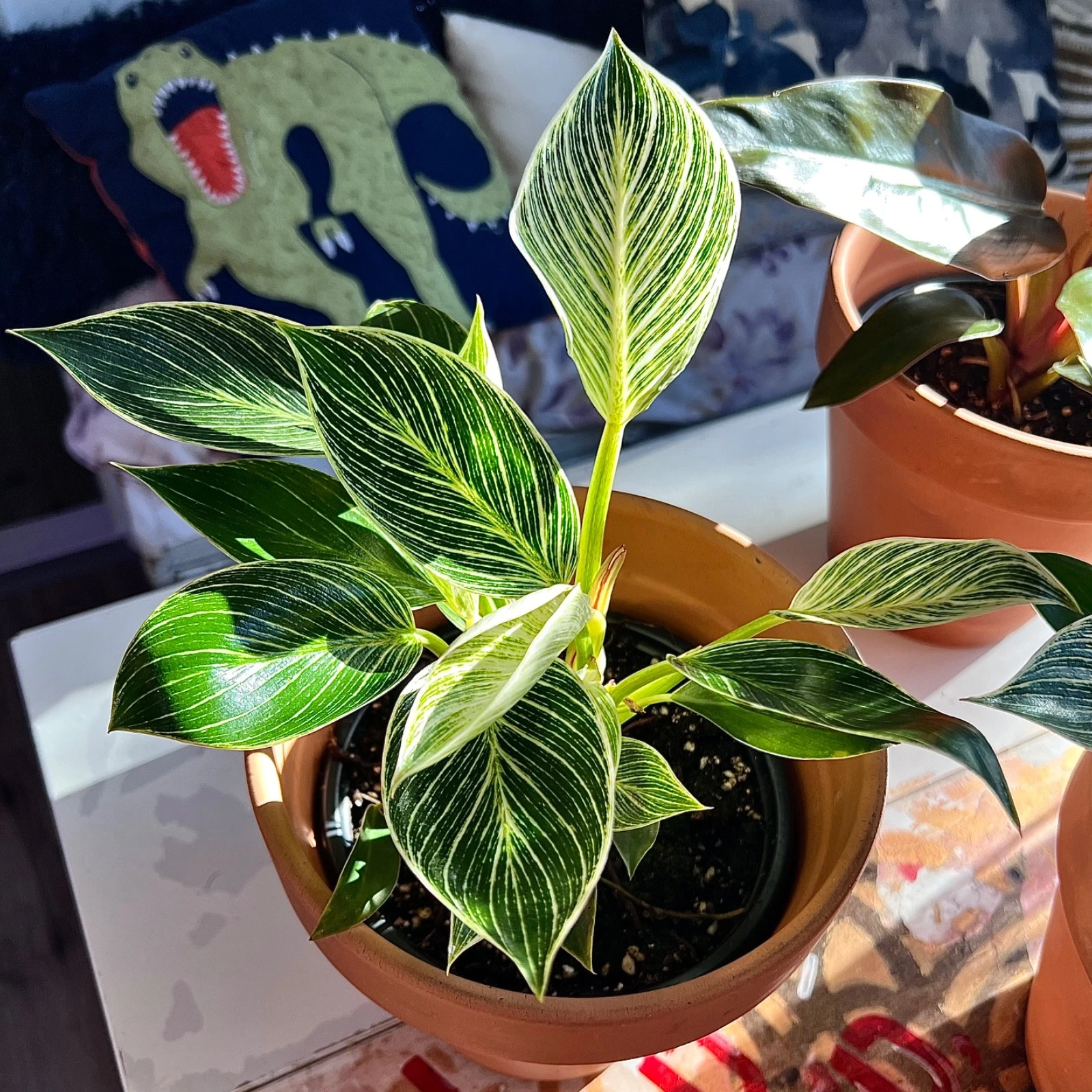 Philodendron Birkin White Wave Rare Plant 6 Inch Pot
Opens in a new window or tab