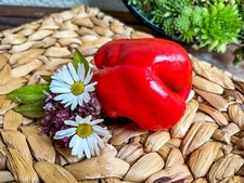 Kaskada - Paprika aus Tschechien blockig dunkelrot süß dickwandig Ertragreich!