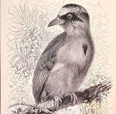 Old Antique Victorian Era Vintage Natural 1895 Brazilian Motmot Bird Print
