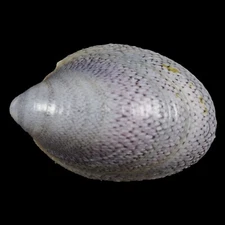 SEPTARIA LUZONICA (Leyte, Philippines) 18.6mm #46706