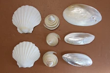 WINTER BEAUTIES, White Seashells, Cut And Pearled Seahells, Collectible MS-1275