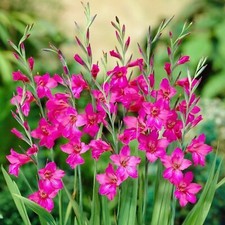 15X GLADIOLUS BYZANTINUS COMMUNIS PERENNIALS GARDEN PLANT FLOWERS GLADIOLI BULBS