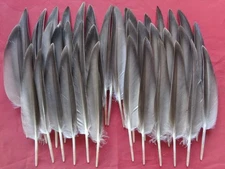 40 Mallard Duck Wing Quill Feathers 7" / 18cm - Fly Tying, Floats, Jewellery