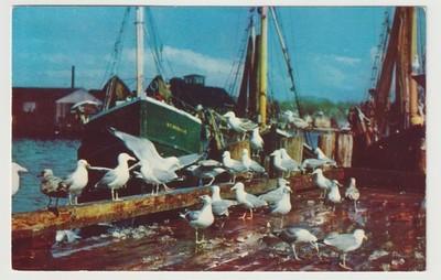 Sea Gulls Feasting on Fish Scraps Cape Cod Massachusetts Postcard