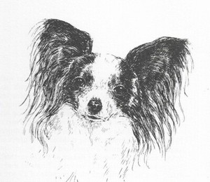 Papillon #2 - CUSTOM MATTED - 1963 Vintage Dog Art Print 0507 CLD