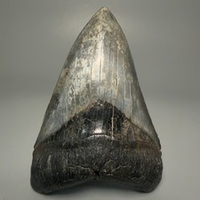 Collector's Quality Lower 4.76