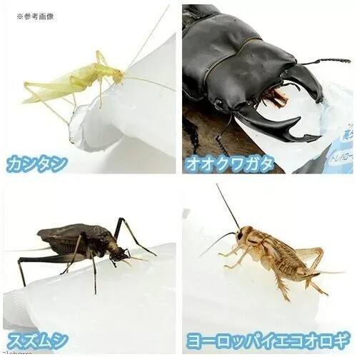 Kb Farm Pro Jelly 16G X 50 Pack Insect Jelly For Beetle And Stag Beetle Japan