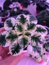 African violet Plant “Rob's Funny Bunny” Variegated, (Semi miniature)