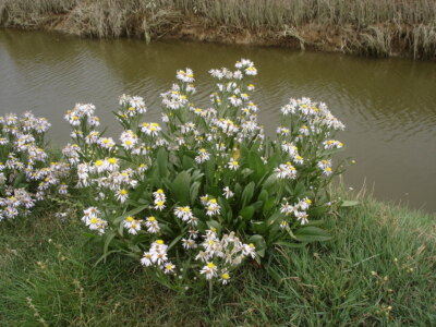 Foto 6x4 Sea Aster - Aster Tripolium - wächst am Cuckmere River beleuchtet c2005