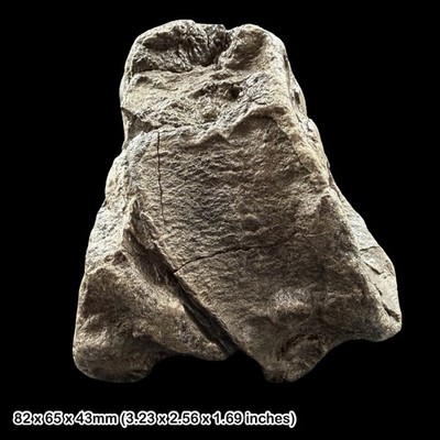 RAR: Temnodontosaurus Ichthyosaurier Knochen Fossil Lyme Regis Jurassic Coast UK