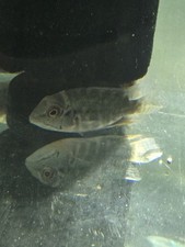 TRUE PARROT CICHLIDS  Hoplarchus psittacus 3"