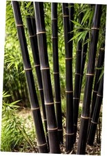 420 Black Bamboo Seeds for Planting - Fast Growing Exotic Bamboo – Ideal 