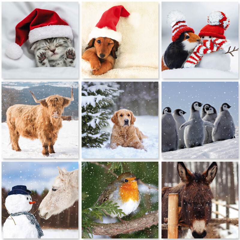 Fotografische Tiere Charity Weihnachten Paket mit 6 Karten von GBCC - 9 Designs Auswahl