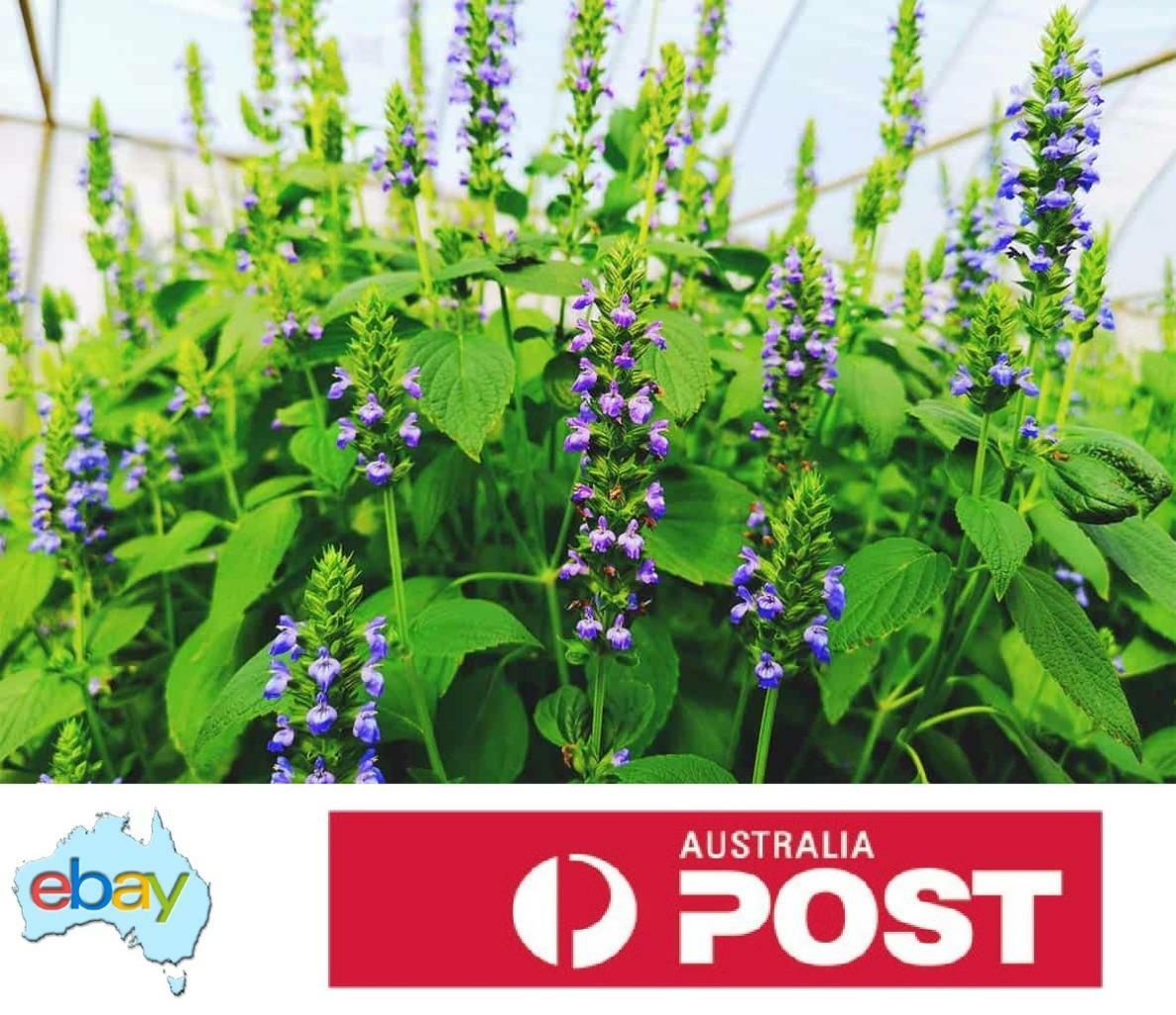 Chia Black Plant Seeds  Salvia hispanica | eBay