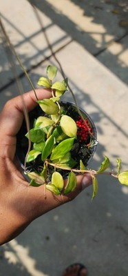 Hoya Lacunosa Minara Tropical Indor Outdor Wax Plant