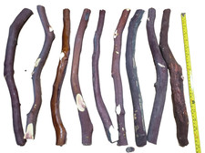 17" Red Manzanita stick branch 1" diameter bird perch X1