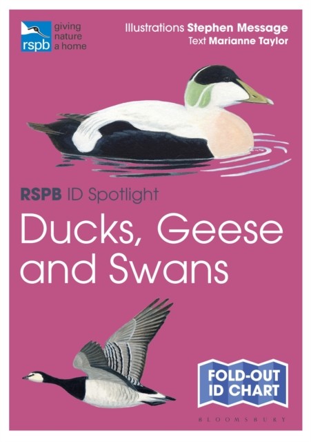 RSPB ID Spotlight  Ducks Geese and Swans by Marianne Taylor 9781399403696