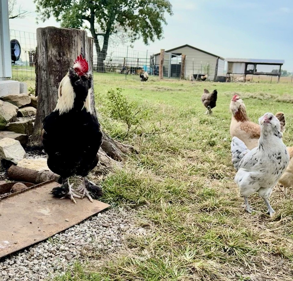 12+ Rare Chcken Hatchng Mx Englsh Orpngton, Ameraucanas, Salmon