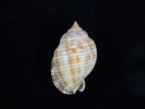 Sea Shell Phalium granulatum 68.6mm ID#9241 - Picture 2 of 4