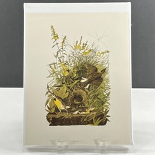 Meadow Lark Audubons  Birds of America Plate 111 Reproduction Color Print 8 x 11