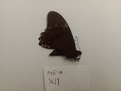 PAPILIO VICTORINUS s.sp Männchen aus Mexiko. A1 .LIMITED STOCK! Schnäppchen!