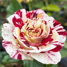 Rock & Roll-Hybrid Tea Bush Rose plant In A 3Lt Pot-Gorgeous Mix Colour