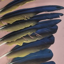 Lot Of 9 Macaw Feathers