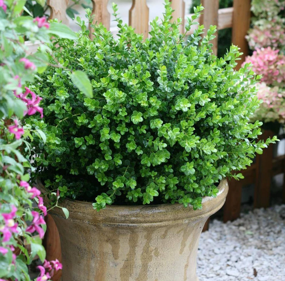 Sprinter Boxwood Shrub Buxus Microphylla Plant Evergreen Boxwood Plant 4.5qt Pot - Image 2 of 4