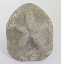 Seeigel, Clypeaster scillae, Tertiär, Miozän, Retznei, Österreich -L74