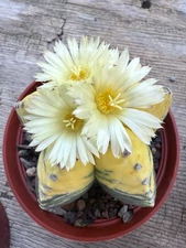 Astrophytum myriostigma Kikko Nudum Variagated Graft  (US)
