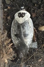 Roach Chrome BULK Gyna Cafforium 50ct MIX SIZE