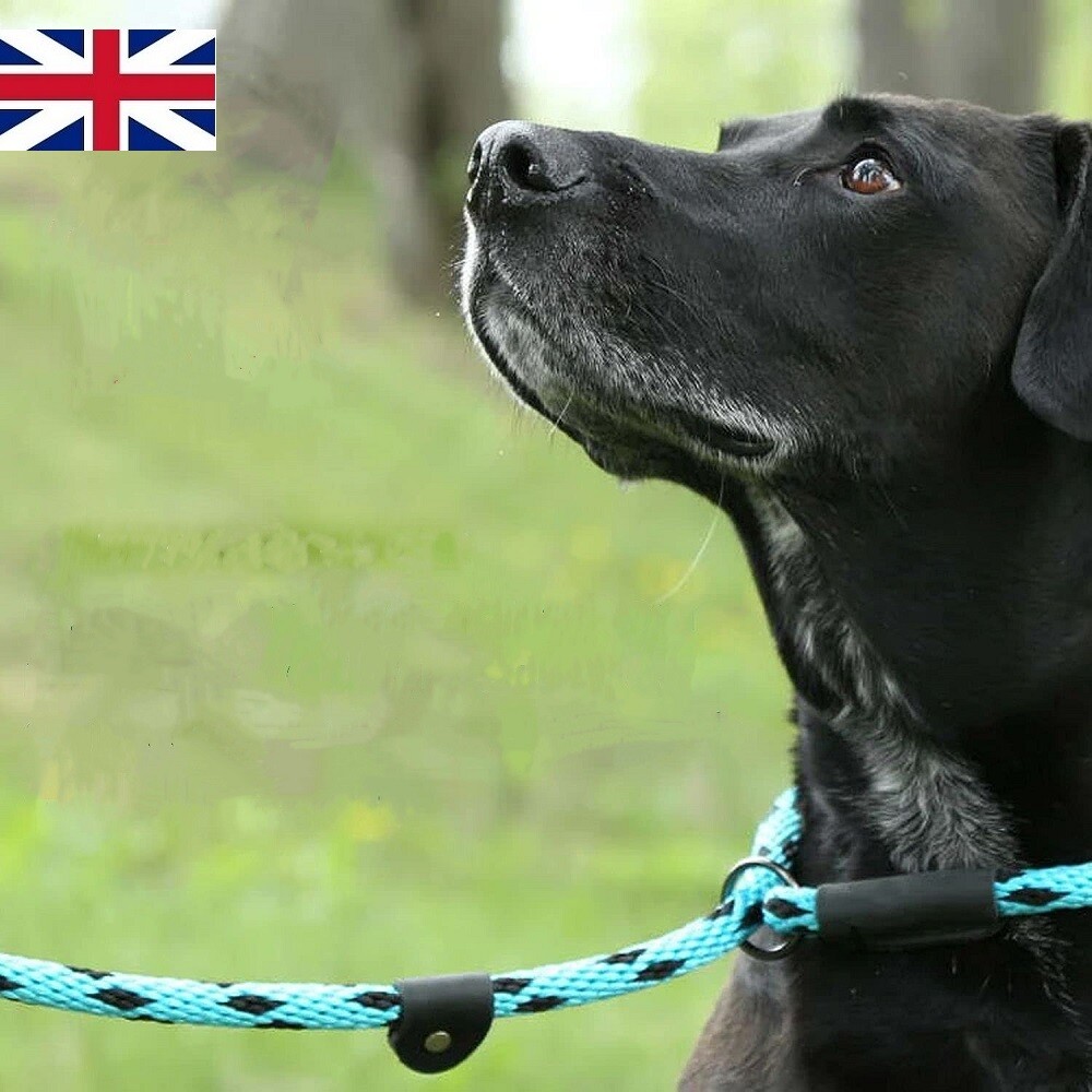 slip harness leash