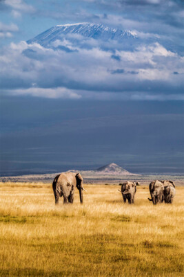 Mount Kilimanjaro From Kenya Famous Places Wall Art Home Decor - POSTER 20x30