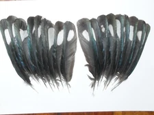 20 MAGPIE WHIT DOT  WING FEATHERS,NATIVE AMERICAN.FLY TYING,ART&CRAFT.MILINERY
