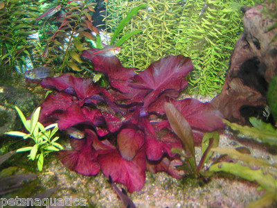 RED Nymphaea Rubra lotus bulb live tropical aquarium plant water lily fry  hide