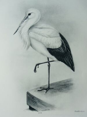Antiker Vogeldruck DER WEISSE STORCH von Charles Stonham / L.M. von 1908 Medland