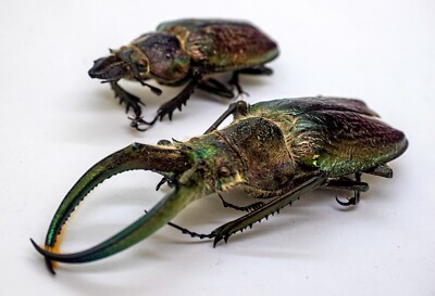 Lucanidae - Stag Beetle - Sphaenognathus feisthameli (4 eyes