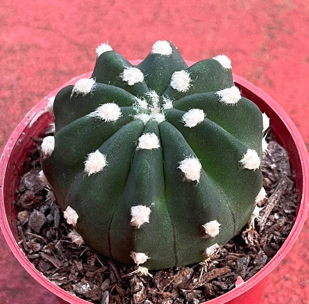 Picture 1 of 7