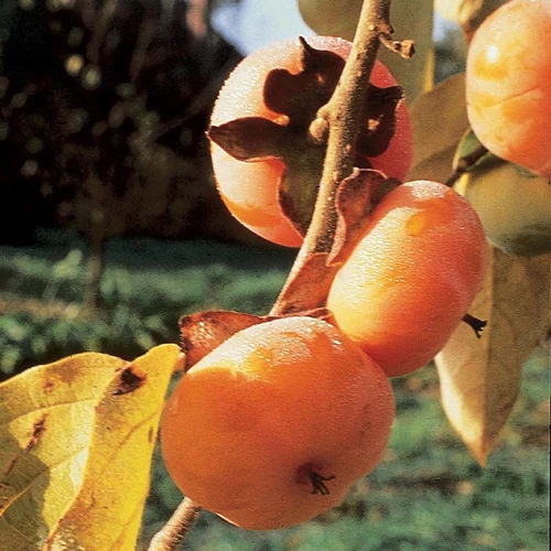 Persimmon ‘Meader’ (Diospyros virginiana) 1 year old grafted plant