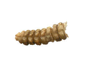 Rattlesnake Rattle, 2"