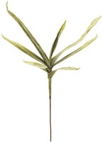 Europalms Yuccazweig (Eva), GrüN