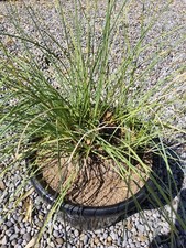 Calibanus hookeri - Caudex 18 cm - Rare slow growing Caudex Plant - fully rooted