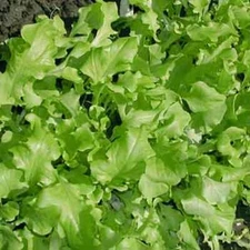 Green Salad Bowl Leaf Lettuce Seeds, NON-GMO, Cutting Variety, FREE SHIPPING