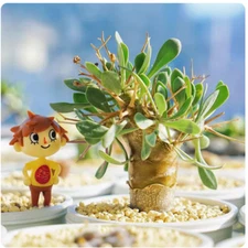 Othonna euphorbioides Cactus Succulent plant Root tuber plant High5-7cm